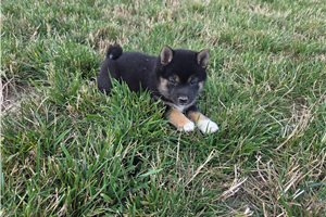 Gwen - Shiba Inu for sale
