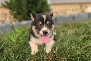 Gertrude - Shiba Inu for sale