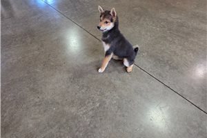Gino - puppy for sale