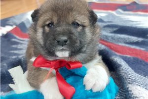 Taro - puppy for sale