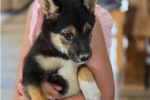 Gwen - Shiba Inu for sale