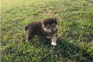Gino - Shiba Inu for sale