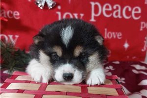 Frodo - Shiba Inu for sale