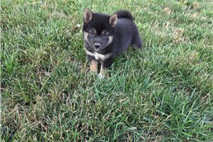 Gwen - puppy for sale