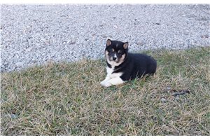 Felicity - Shiba Inu for sale