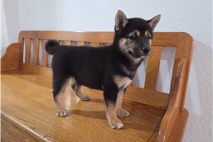 Gypsy - Shiba Inu for sale