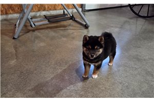 Ferdinand - Shiba Inu for sale