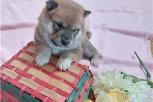 Sakura - puppy for sale