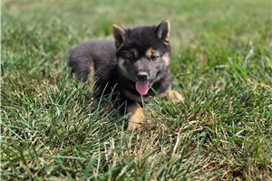 Gypsy - Shiba Inu for sale