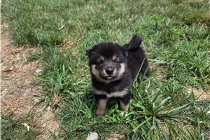 Gracie - Shiba Inu for sale