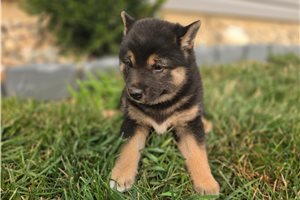 Gypsy - Shiba Inu for sale
