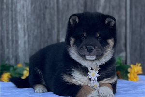 Russell - Shiba Inu for sale