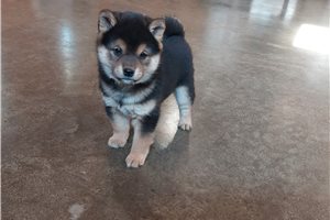 Frankie - Shiba Inu for sale