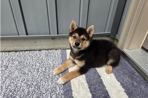 Gino - Shiba Inu for sale