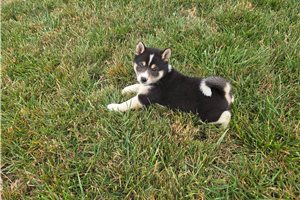 Gertrude - Shiba Inu for sale