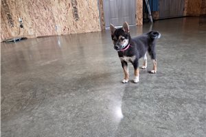 Gwen - Shiba Inu for sale