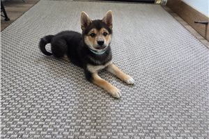 Gino - Shiba Inu for sale
