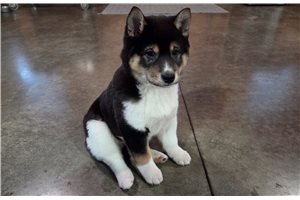 Felix - Shiba Inu for sale