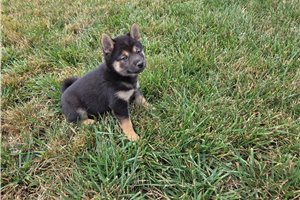 Grayson - Shiba Inu for sale