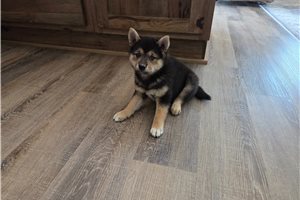 Gino - Shiba Inu for sale