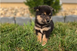 Gracie - Shiba Inu for sale