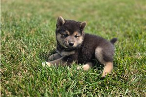 Gino - Shiba Inu for sale