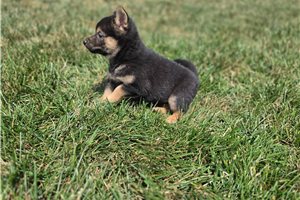 Grayson - Shiba Inu for sale