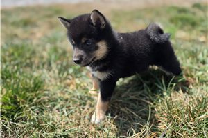 Gracie - Shiba Inu for sale