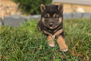 Gypsy - Shiba Inu for sale