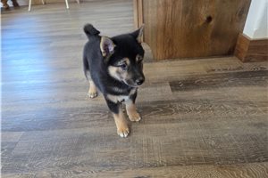 Gypsy - Shiba Inu for sale