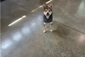 Gino - Shiba Inu for sale