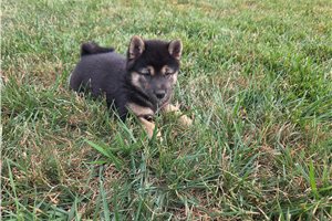 Gypsy - Shiba Inu for sale