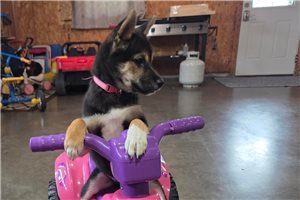 Gwen - puppy for sale