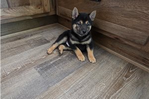 Grayson - Shiba Inu for sale