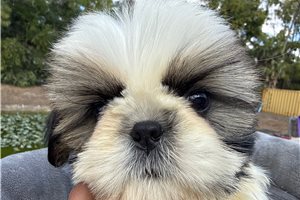 Shepherd - Shih Tzu for sale