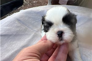 Mason - puppy for sale