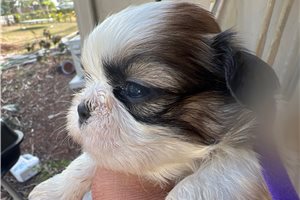 Monty - Shih Tzu for sale