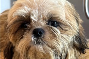 Saint - Shih Tzu for sale