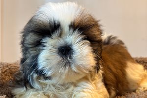 Grant - Shih Tzu for sale