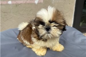 Grant - Shih Tzu for sale