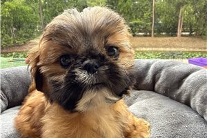 Steven - puppy for sale