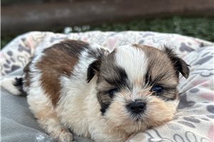 Mateo - Shih Tzu for sale