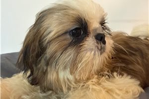 Jack - Shih Tzu for sale