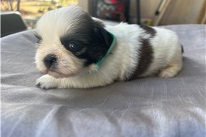 Marlon - Shih Tzu for sale