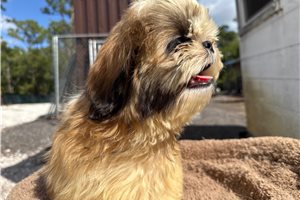 Saint - Shih Tzu for sale