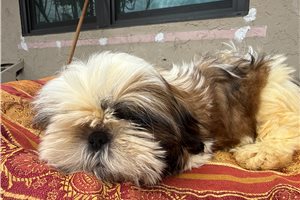 Jack - Shih Tzu for sale