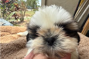 Murdock - Shih Tzu for sale