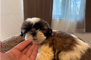 James - puppy for sale