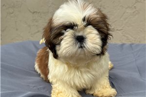 Georgia - Shih Tzu for sale