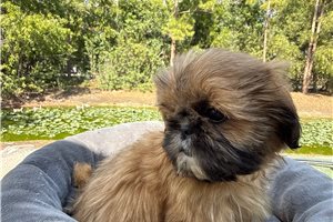 Scottie - puppy for sale